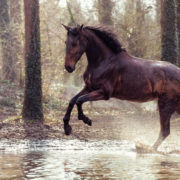 photographe équestre cheval chantilly événement